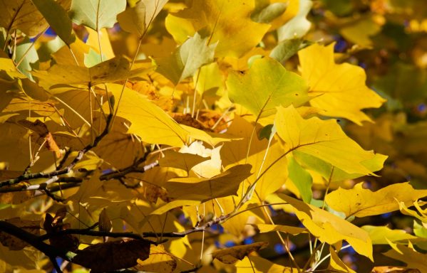 Du jaune du jaune du jaune