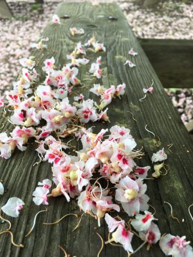 Fleurs de prunier 