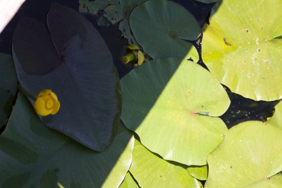 Les Nénuphars du lac de Plav