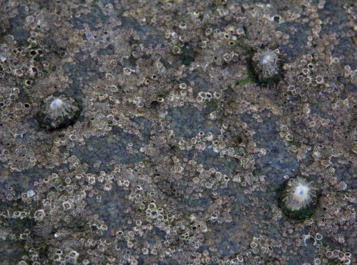 Coquillages à marée basse