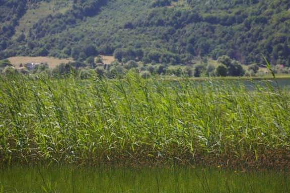 Roseaux et prêles ployés par le vent