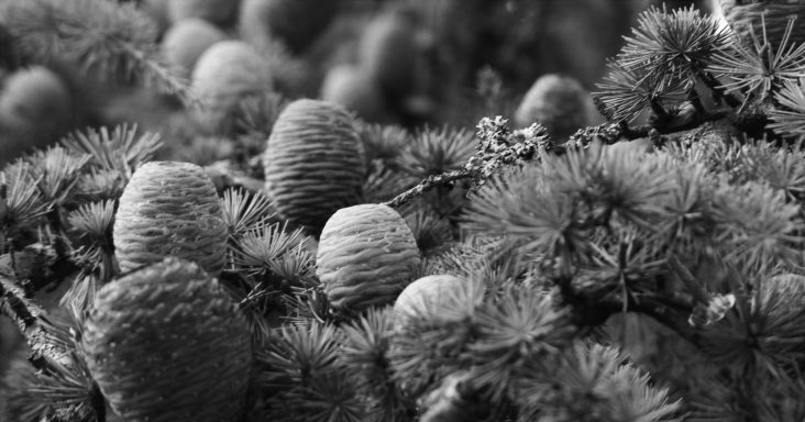 Des cônes comme des boule de Noël