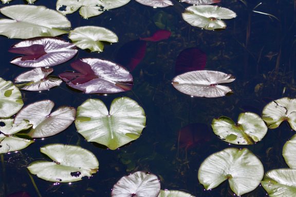 Les verts et les rouges au travers de l'eau