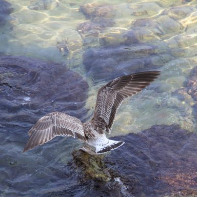 Un oiseau pêchant nous fait rater notre bâteau
